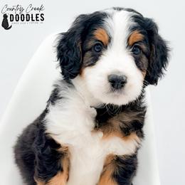 Elijah - male Australian Mountain Doodle puppy in Tipton, Indiana from Country Creek Doodles