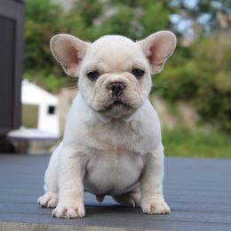 Boxer, Bulldog, and French Bulldog Puppies from Hillview Kennels