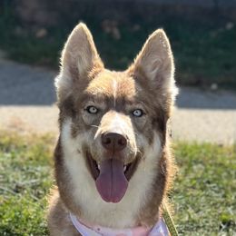 Mystic - Siberian Husky