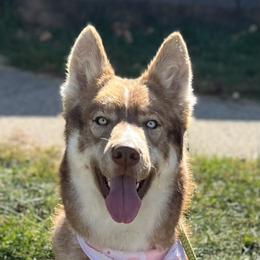 Mystic - Siberian Husky