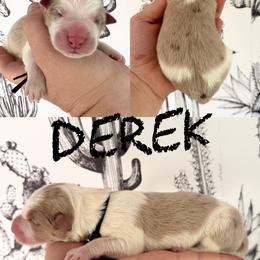 Derek - Red merle male Border Collie puppy in Sanger, California from Flying M Cactus Ranch Buddies
