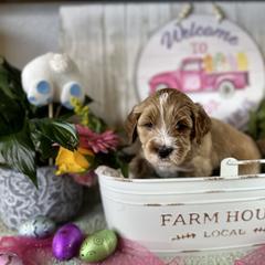 Assorted Doodle Crosses, Australian Labradoodle, Cavachon, and Cavapoo Puppies from Bark & Bramble Cavapoochons