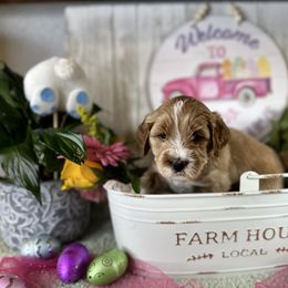 Assorted Doodle Crosses, Australian Labradoodle, Cavachon, and Cavapoo Puppies from Bark & Bramble Cavapoochons
