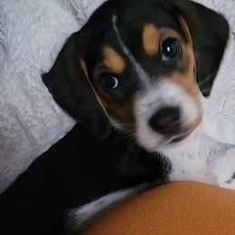 Beagle Puppies from Amanda Nitsa Oz