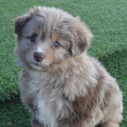 Miniature Australian Shepherd Puppies from Battleborn Aussies and Bengals