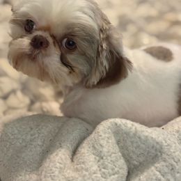 Shih Tzu puppies from Jenkins Tzu and Poo’s