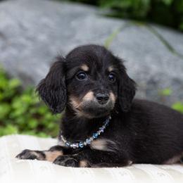 Fum 3300dollars - Black and cream female Dachshund puppy in Crystal, Michigan from Mare-bella Dachshunds