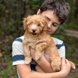 Dixie - Apricot female Aussiedoodle puppy in Allardt, Tennessee from Hearth&Hound Doodles