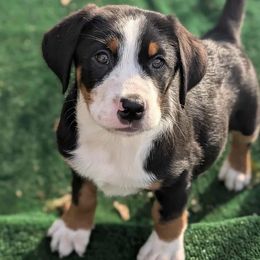 Green boy - Black, white and red male Greater Swiss Mountain Dog puppy in Hockessin, Delaware from Simply Swissies