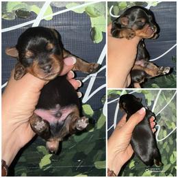 Teddy Bear - Black and gold male Yorkshire Terrier puppy in Cleveland, Tennessee from Moody’s Morkies and More