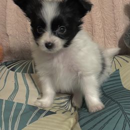 Aspen - White and black female Papillon puppy in Howe, Oklahoma from Southern Sweet Papillons