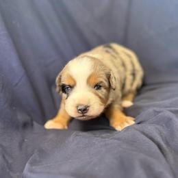 Snickerdoodle - Blue merle female Miniature Australian Shepherd puppy in Medical Lake, Washington from MAS Gone Rogue