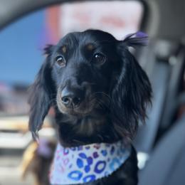 Lola - Dachshund