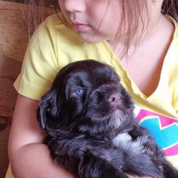 Portuguese Water Dog Puppies from Tanya Jones