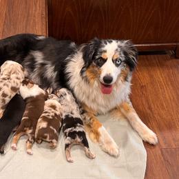 Miniature Australian Shepherd puppies from Northern Aussies