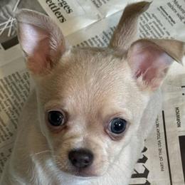 Briggs - Cream and white male Chihuahua puppy in Brooklyn, Connecticut from Ladybug Chihuahuas