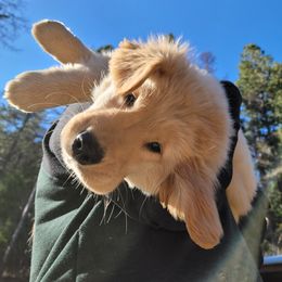Golden Retriever Puppies from DoubleTake Goldens