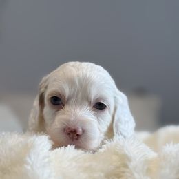 Whopper - Black and white female Cockapoo puppy in Morehead, Kentucky from Critter Springs Farm