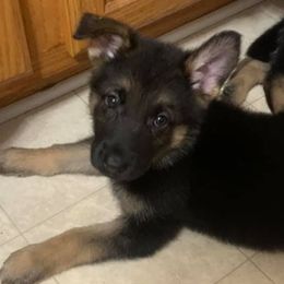 German Shepherds from Triple C Kenne