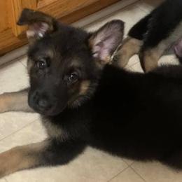 German Shepherds from Triple C Kenne