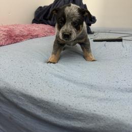 Boy 2 - Blue speckled male Australian Cattle Dog puppy in Concrete, Washington from Back Country Australian Cattle dogs