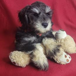 Companion Cross, Miniature Schnauzer, and Yorkshire Terrier Puppies from Puppy Sugars Kennels