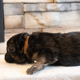 Belle - Black and red female German Shepherd puppy in Pomona, Missouri from Dry Creek Puppies, LLC