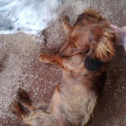 Dachshunds from Dachsunds On The River
