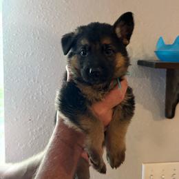 Noelle - Black and tan female German Shepherd puppy in Florida from Best Shepherds