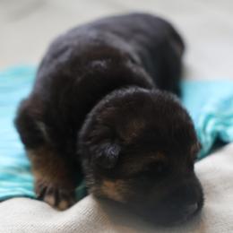 German Shepherd Puppies from Milestone GSDs
