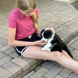 Australian Shepherd Puppies from Highline