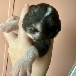 Cozy - Black tri female Miniature Australian Shepherd puppy in Gatesville, Texas from Southern Promise Aussie’s