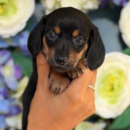 Rocko Black and Tan - Black and tan male Dachshund puppy in North Branch, Michigan from Monarch Miniature Dachshunds