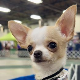 Chihuahuas and Poodles from Cajun Girl Kennels