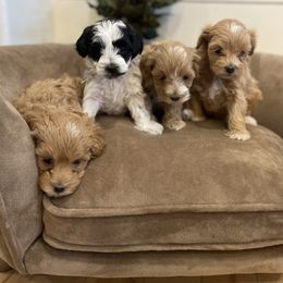 Maltipoo Puppies from Puppyzenn