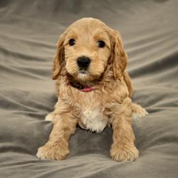 Blossom - Apricot female Australian Labradoodle puppy in Stanwood, Washington from Victoria Creek Australian Labradoodles