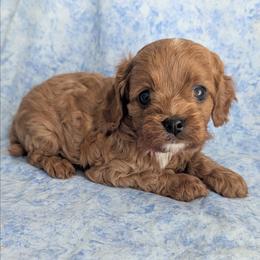 Dover - Red female Cavapoo puppy in Placerville, California from Quartz Mountain Doodles
