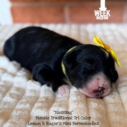 Blessing - Tri-color female Bernedoodle puppy in Orange, Texas from Walk with Me Doodles