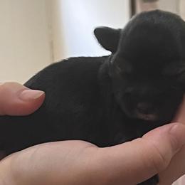 Jojo - Black female Miniature Schnauzer puppy in Carriere, Mississippi from Sassy Schnauzers