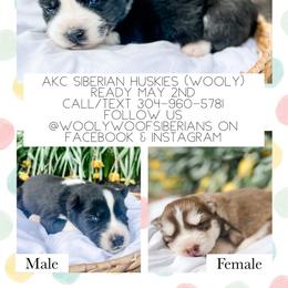 Siberian Husky Puppies from Wooly Woof Siberians
