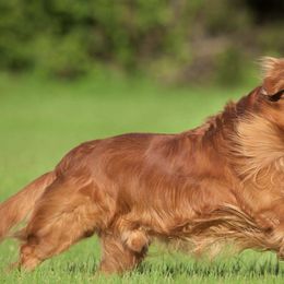 Golden Retrievers from Yellow Rose