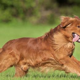 Golden Retrievers from Yellow Rose