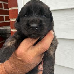 Girl 1 - female Leonberger puppy in Manchester, Tennessee from Bois D’Arc Leonbergers