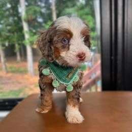 Maple - Merle female Bernedoodle puppy in Alpharetta, Georgia from Doodles of Buckhead