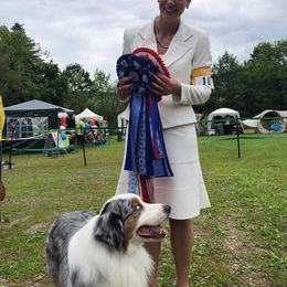 Australian Shepherd Puppies from Imagine Australian Shepherds