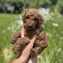 Whopper - Red  male Goldendoodle puppy in Sugar City, Idaho from Idaho Sugar Doodle Pups