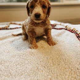 Goldendoodle Puppies from J + A Family Doodles