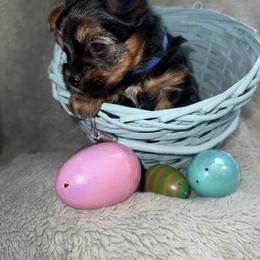 Yorkshire Terrier Puppies from Sundays Yorkies