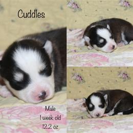 Cuddles - Black and white male Pomsky puppy in Denham Springs, Louisiana from Bayouland Pomskies