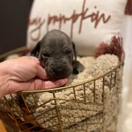 Blue Girl - Blue female Great Dane puppy in Kimball, Michigan from Starlight Danes